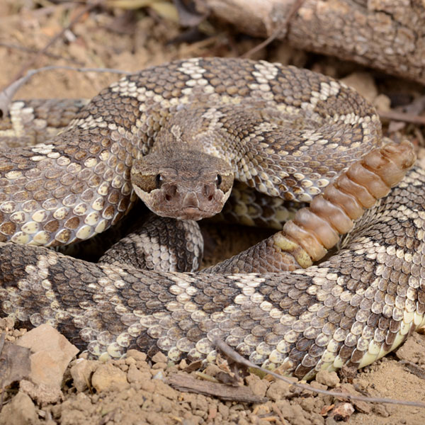 Rattlesnake Safety for Dogs Dogster