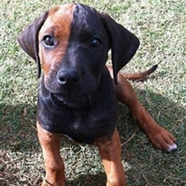 baby ridgeback puppies