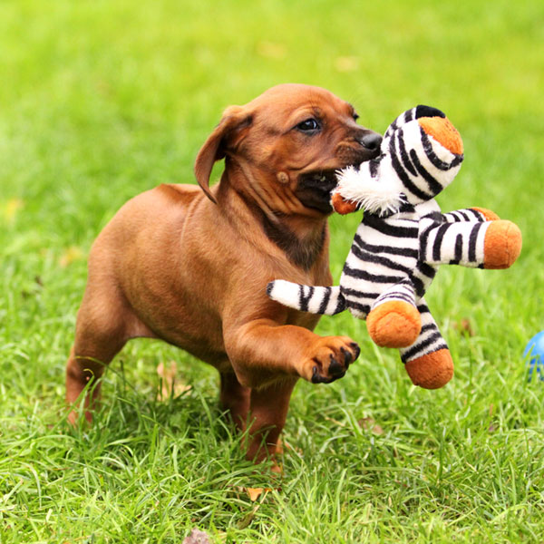 ridgeback dog puppy