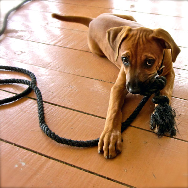 baby ridgeback puppies