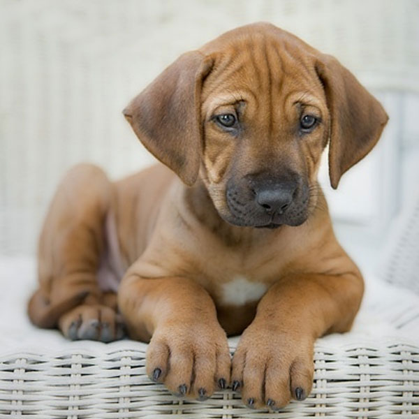 Rhodesian Ridgeback Puppy Pictures? Yes, Please