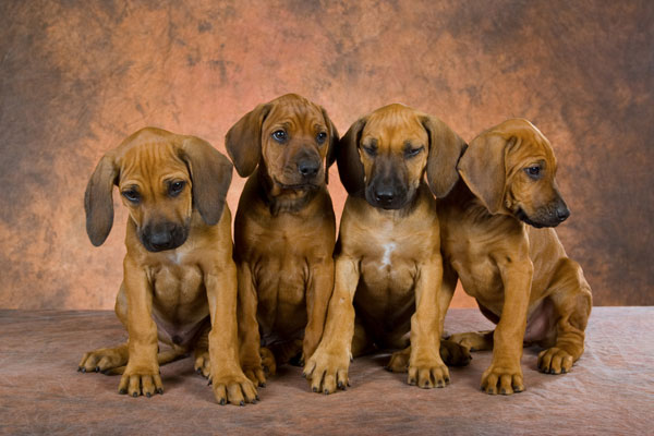 big rhodesian ridgeback