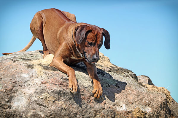 ridgebacks in not