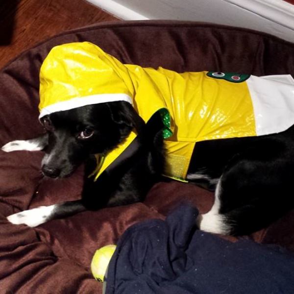 service dog raincoat