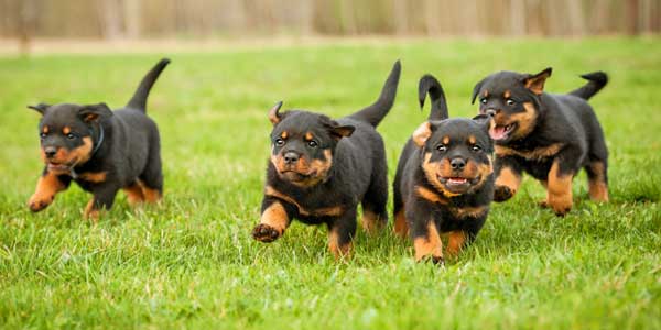 Get to Know the Rottweiler: Rough, Ready -- and Friendly