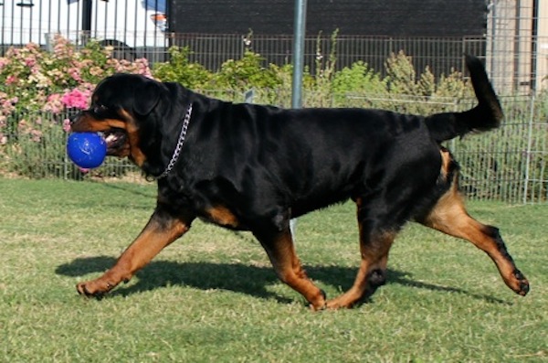 rottweiler with ears clipped