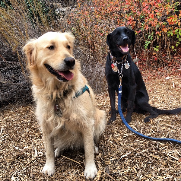 Bringing a Runaway Dog Home Safely 10 Helpful Tips Dogster