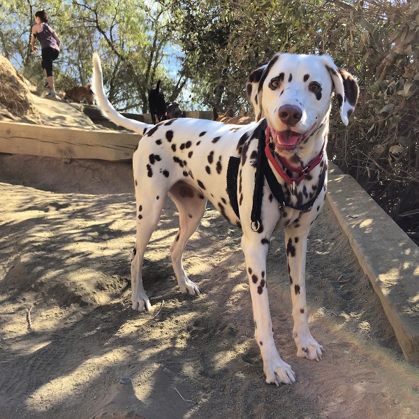 Bringing a Runaway Dog Home Safely 10 Helpful Tips Dogster