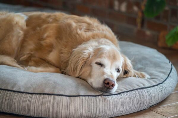 senior golden retriever dog sleeping