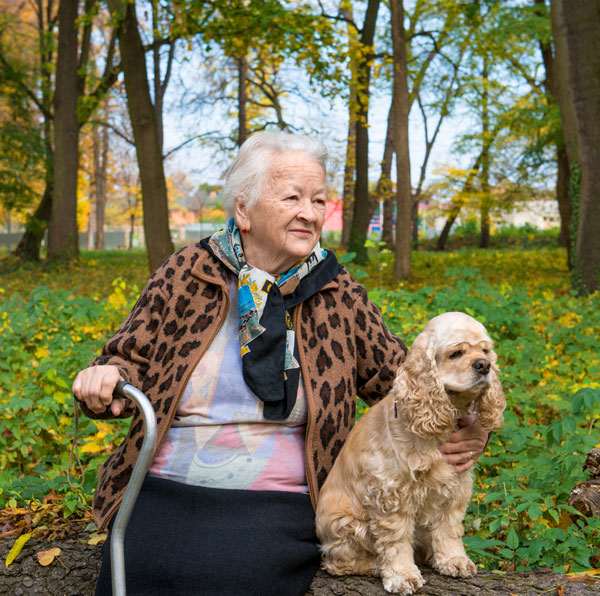 Get to Know the Cocker Spaniel: America's Sweetheart