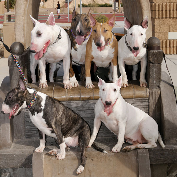 Get to Know the Bull Terrier A Breed with a Cavalier Attitude