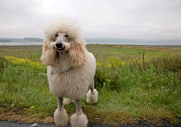 blonde miniature poodle