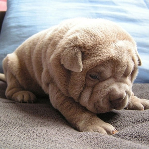 wrinkly shar pei