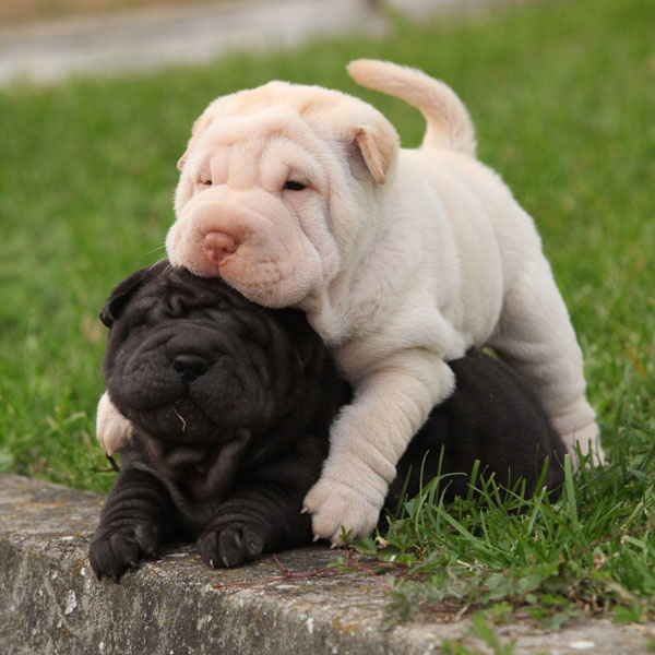 blue shar pei puppy