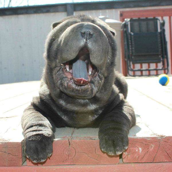 blue shar pei puppy