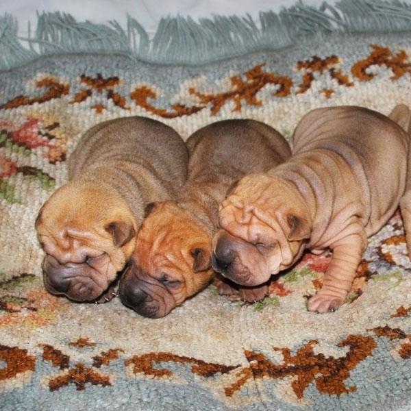 Shirk Your Work Share These Pictures Of Shar Pei Puppies