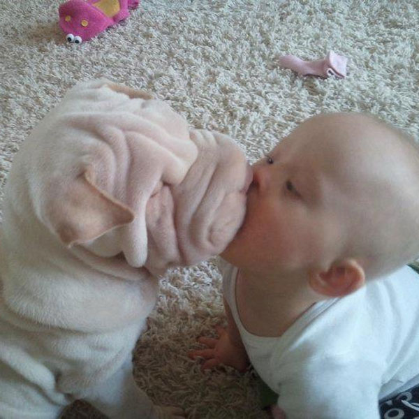 Shirk Your Work Share These Pictures Of Shar Pei Puppies