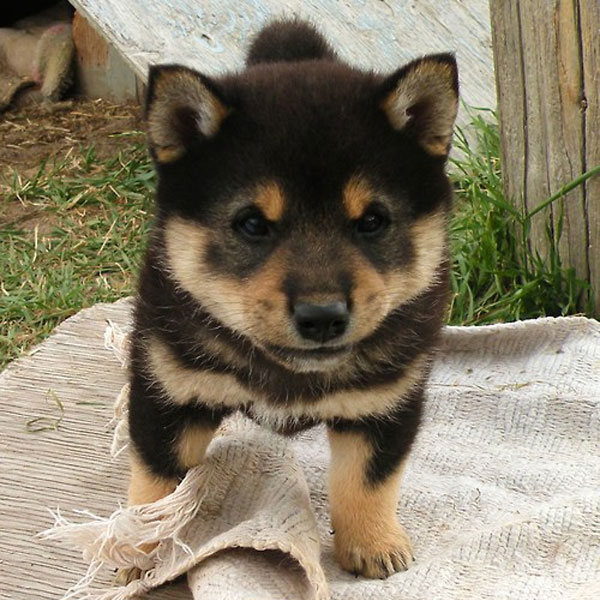 black and tan shiba puppy