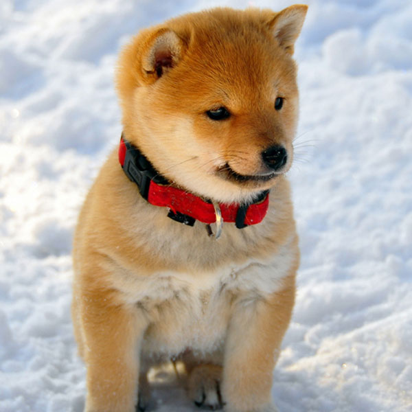 And Now Ridiculously Adorable Shiba Inu Puppies