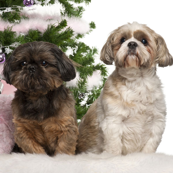 chinese shih tzu