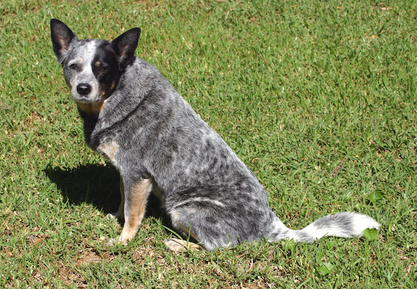 blue heeler health