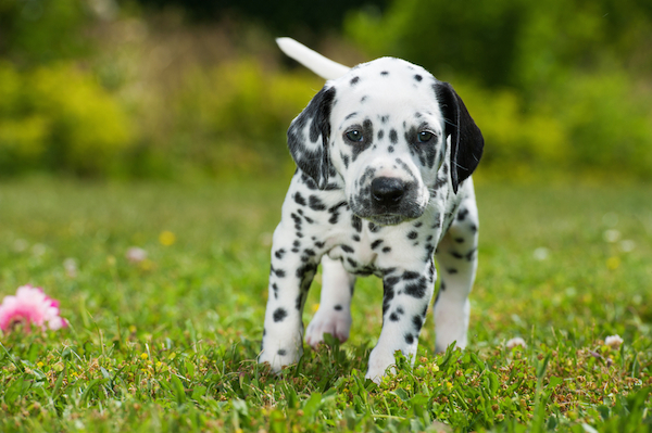 A Dalmatian puppy