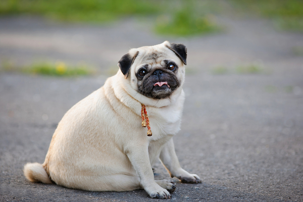 An obese or fat pug.