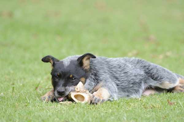 blue heeler health