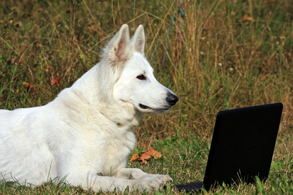 https://www.dogster.com/wp-content/uploads/2015/05/smartest-dogs--computer.jpg