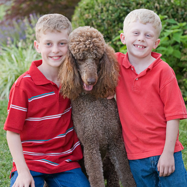 Get to Know the Standard Poodle Brains, Beauty, and a Bouffant
