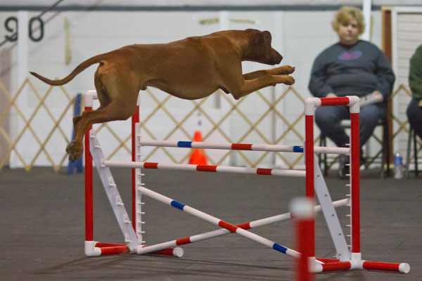 tavari agility jumping
