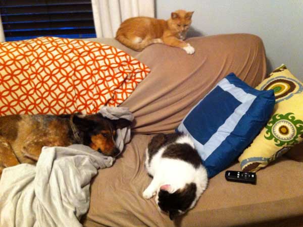 No rodents are safe in this house. (Photo by Theresa Cramer)