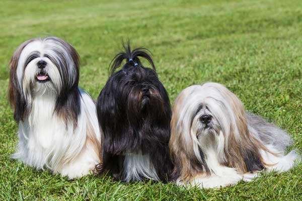 tibetan apso
