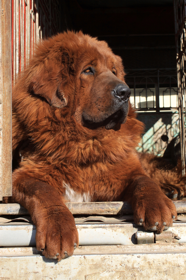 american tibetan mastiff
