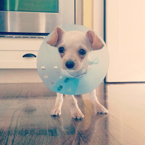 Even a come could not diminish Tippy’s puppy cuteness.