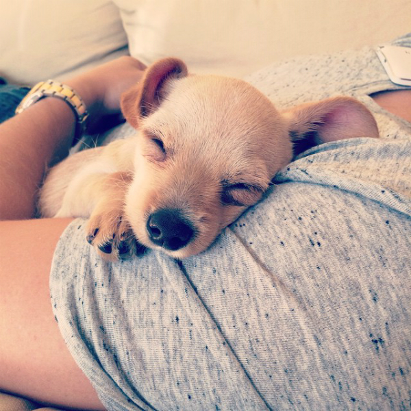 After all her family members were adopted, Tippy finally found her own home.