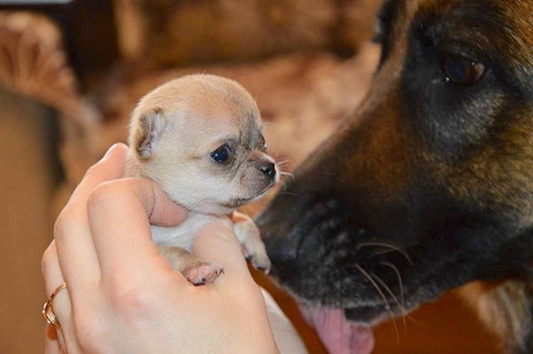 tiniest dog on earth