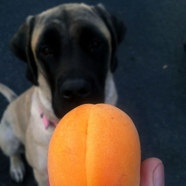 A mastiff staring at a blood orange. (Photo by kuthlamastiff on Instagram)