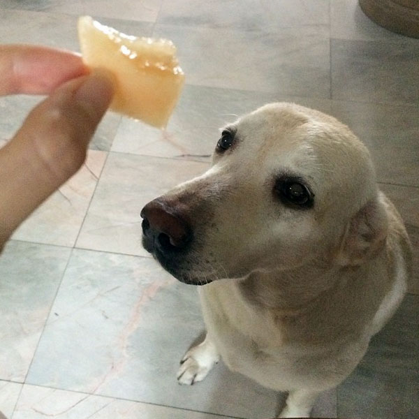 A dog about to eat a piece of fruit. Photo by jeabjeabjane on Instagram.