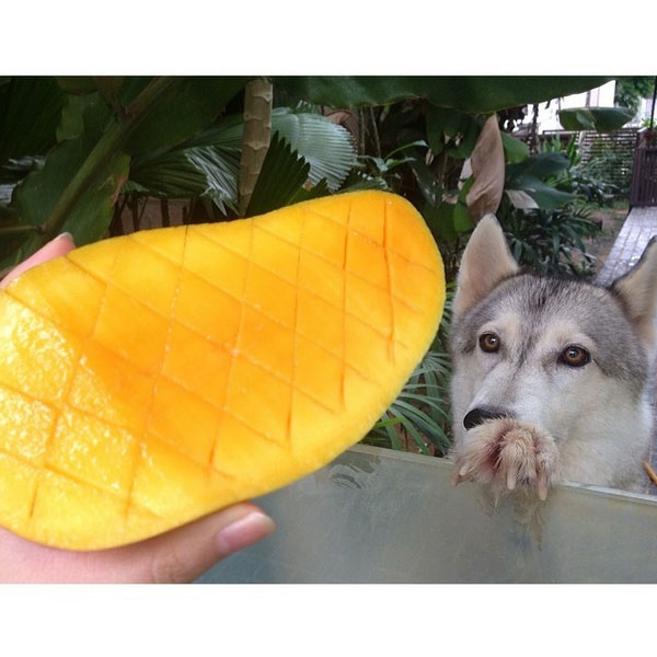 A hHusky staring at a piece of fruit. (Photo by _tinylola_ on Instagram)