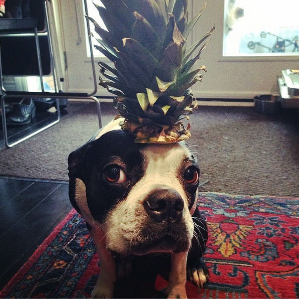 A dog with a pineapple on his head. (Photo by joeleeduff on Instagram)