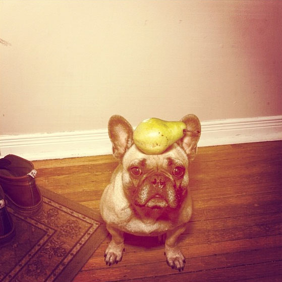 A dog with a fruit on his head. (Photo by mattmarek on Instagram)