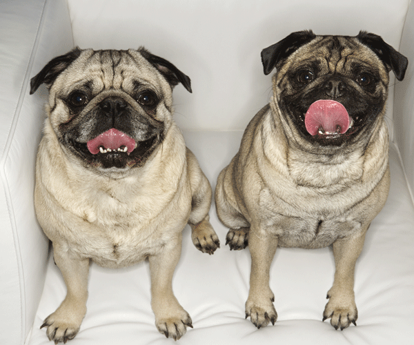 two pug dogs