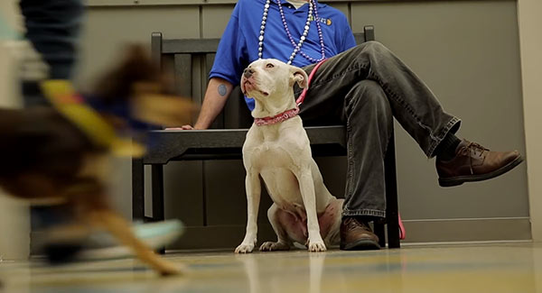 Watch the East Bay SPCA Parody Bruno Mars' "Uptown Funk"