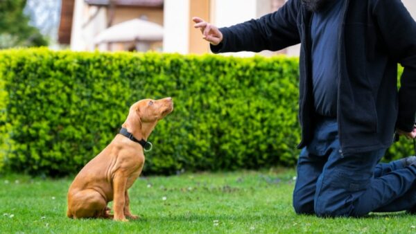 vizsla dog obedience training