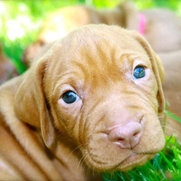 Vizsla Puppies Make Your Day Better in 10 Photos