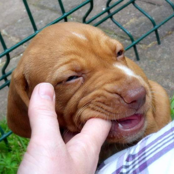 vizsla cute