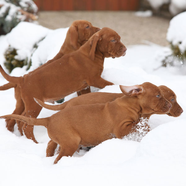 baby vizsla puppies