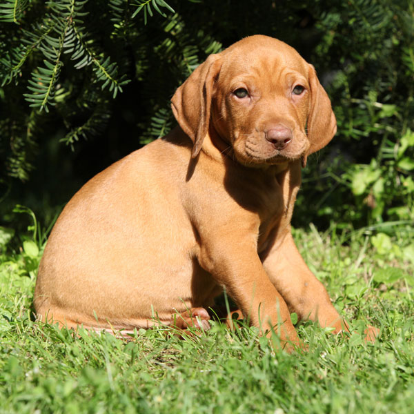 Vizsla Puppies Make Your Day Better in 10 Photos