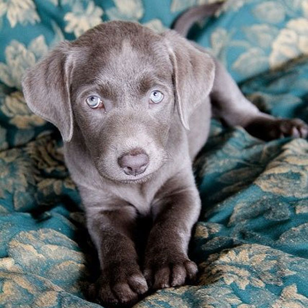 buy weimaraner puppies